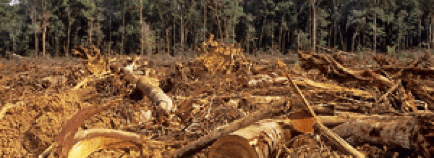 deforestación en el Amazonas