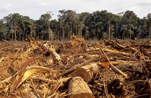 deforestación en el Amazonas