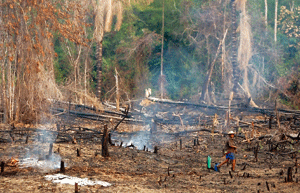 deforestación de la Amazonía en Brasil