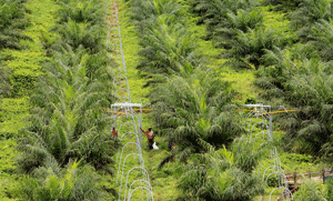 plantación de palmeras de aceite destinada a biocombustible