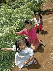 proyecto de agricultura de religiosa teresianas en México con las comunidades mayas