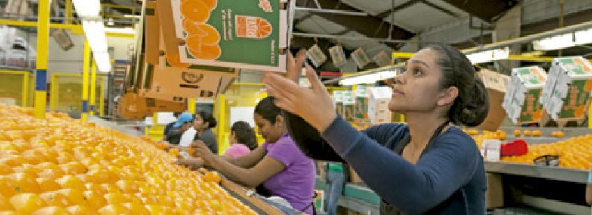 mujeres trabajando en una cadena de producción embalaje naranjas