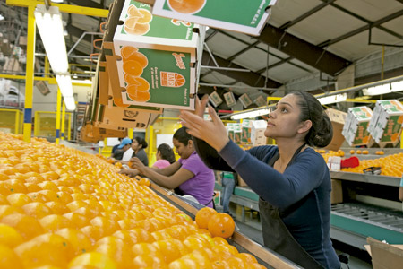 mujeres trabajando en una cadena de producción embalaje naranjas