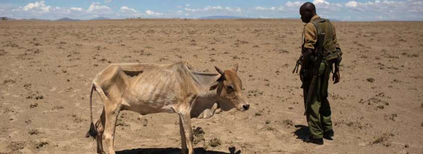 sequía Kenia crisis humanitaria vaca desnutrida a lado de un soldado tierra seca mayo 2017