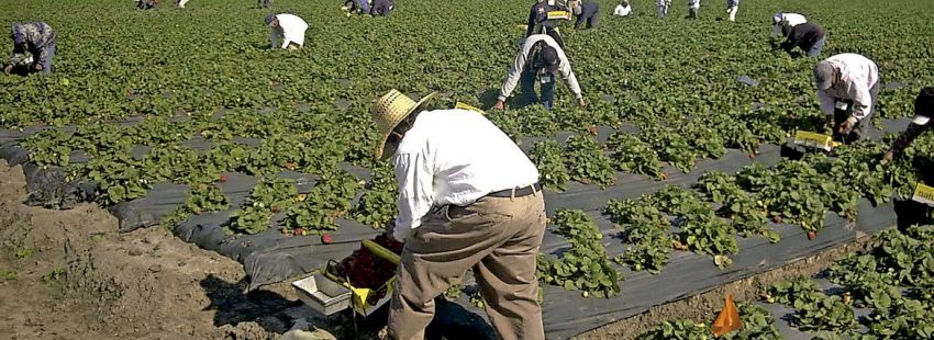 grupo de trabajadores inmigrantes trabajando en el campo huerta agricultores