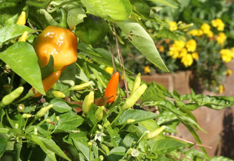 Una plantación de jalapeños en Estados Unidos archivo laudato sí'