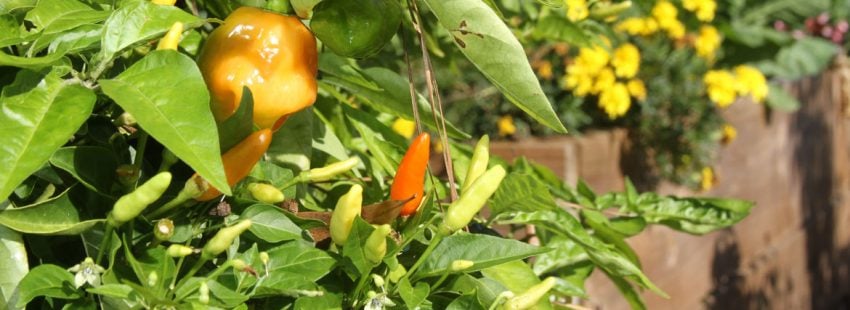 Una plantación de jalapeños en Estados Unidos archivo laudato sí'