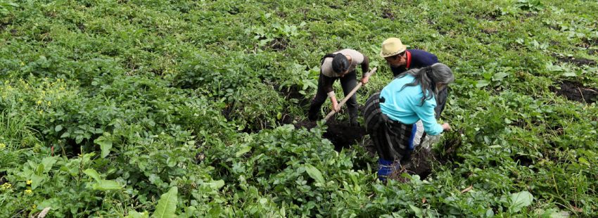 Un grupo de campesinos colombianos cultiva sin materiales químicos en una apuesta por la agricultura ecológica