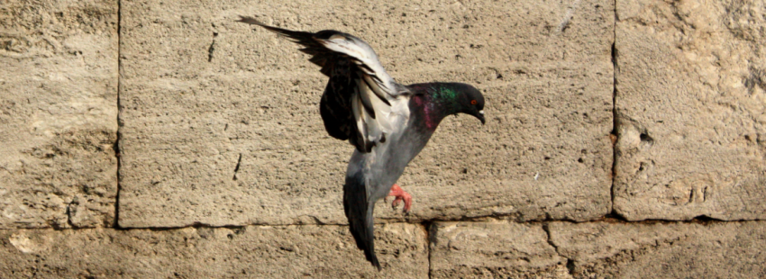 Una paloma alza el vuelo en pentecostés