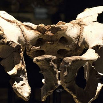 Troz de pelvis hallada en los yacimientos de Atapuerca y bautizada con el nombre de Elvis