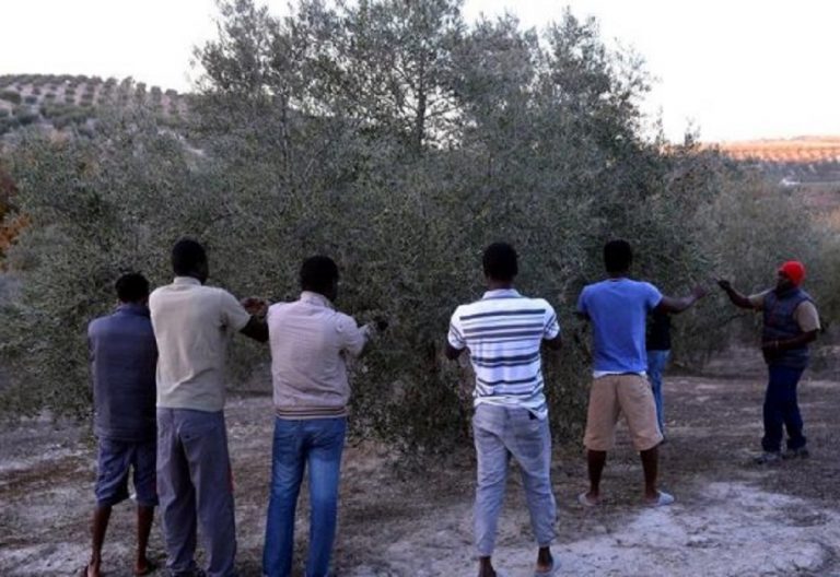 temporeros andalucia