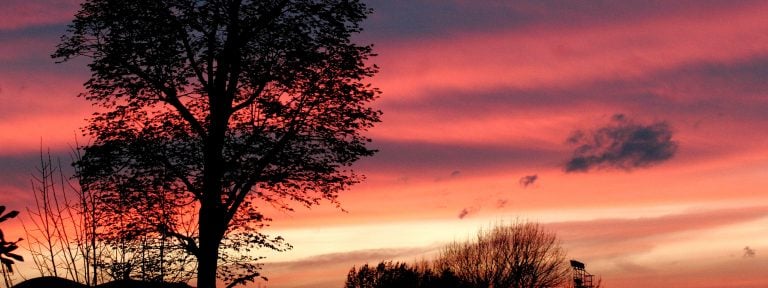 atardecer árbol