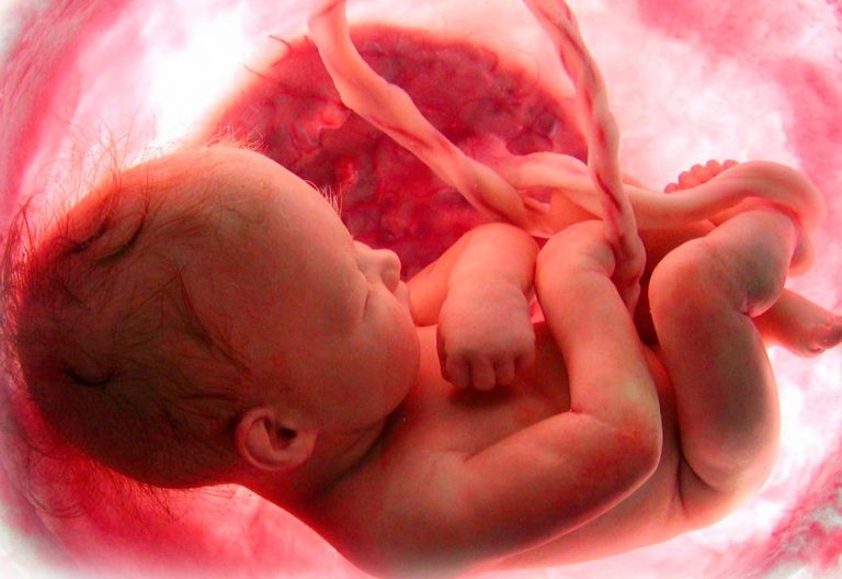 Los obispos de México piden a los católicos mayor compromiso en la defensa de la vida