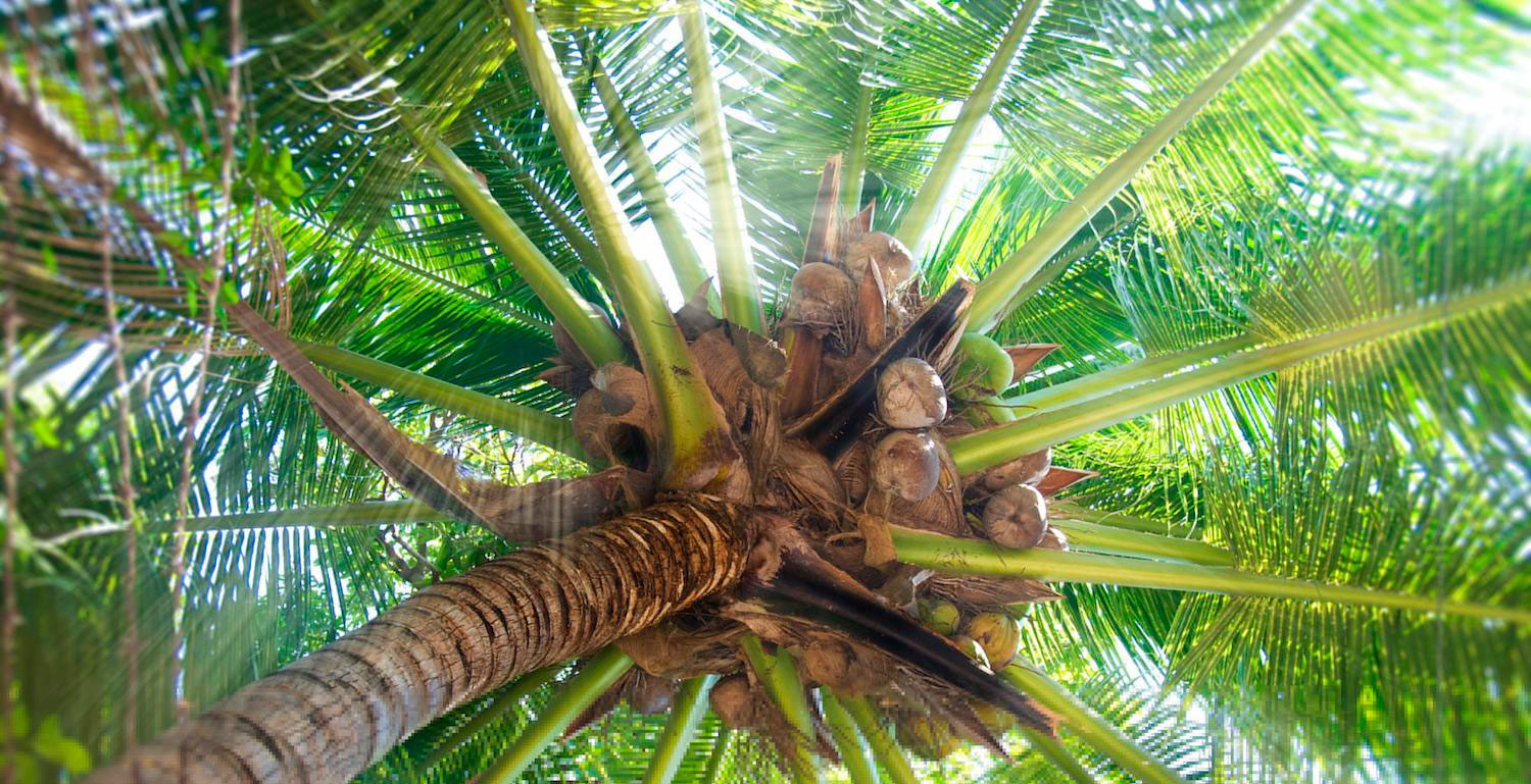 Palmera