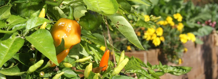 huerto ecología Laudato si'