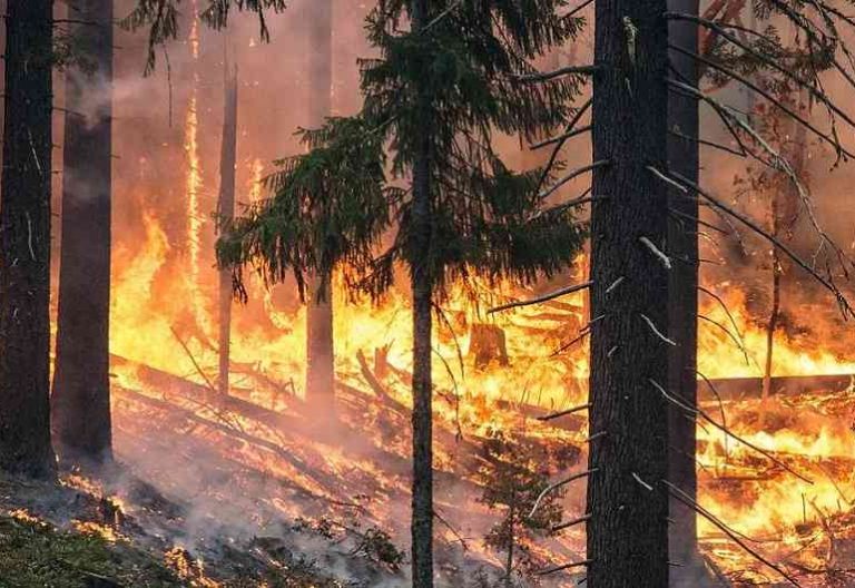 La Iglesia brasileña “levanta la voz por la Amazonía” ante la tragedia de los