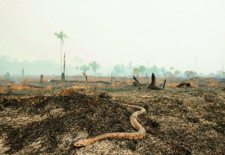 Un Sínodo de impacto cero: el Vaticano reforestará 50 hectáreas del Amazonas para compensar el
