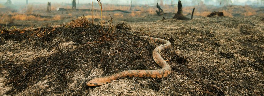 Un Sínodo de impacto cero: el Vaticano reforestará 50 hectáreas del Amazonas para compensar el