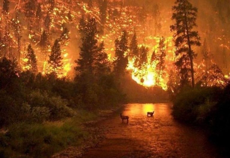 La REPAM sobre los incendios en la Amazonía: “Que se ponga fin a esta situación”