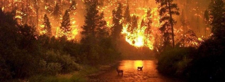 La Iglesia latinoamericana se pronuncia ante los incendios en la Amazonía: “No es un asunto