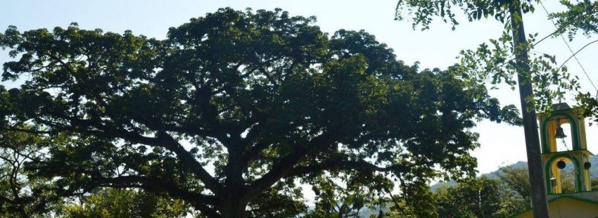 El obispo Arizmendi: “La pastoral del cuidado del medio ambiente no es optativa”