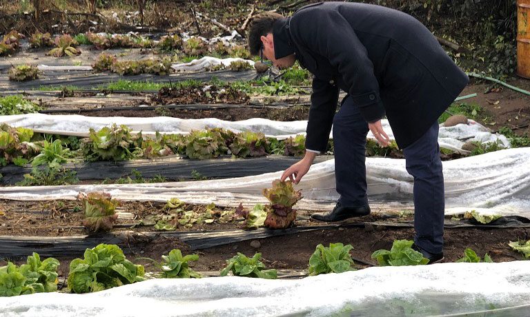 Un hombre observa cómo está un planta tras una helada