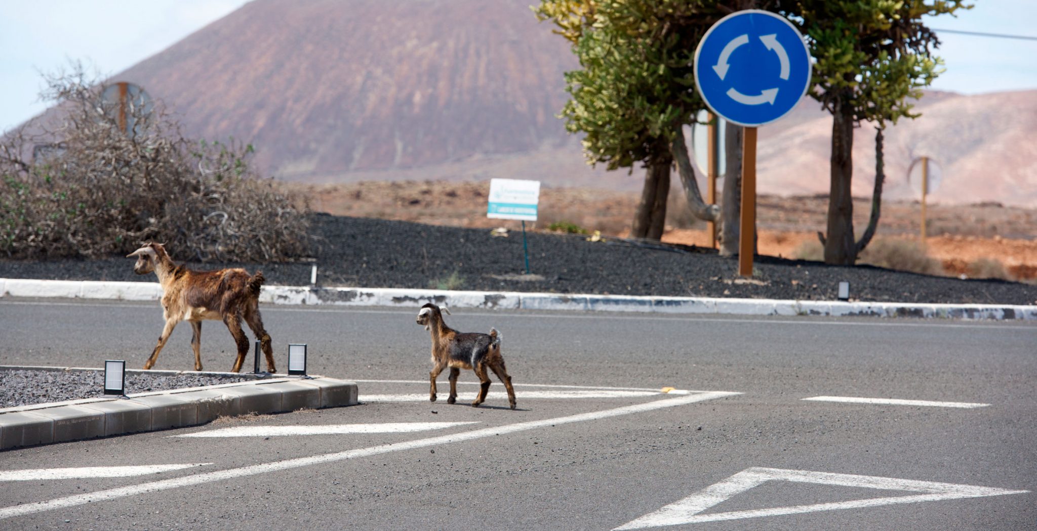 Fuerteventura. Cabras caminando en medio de la ciudad