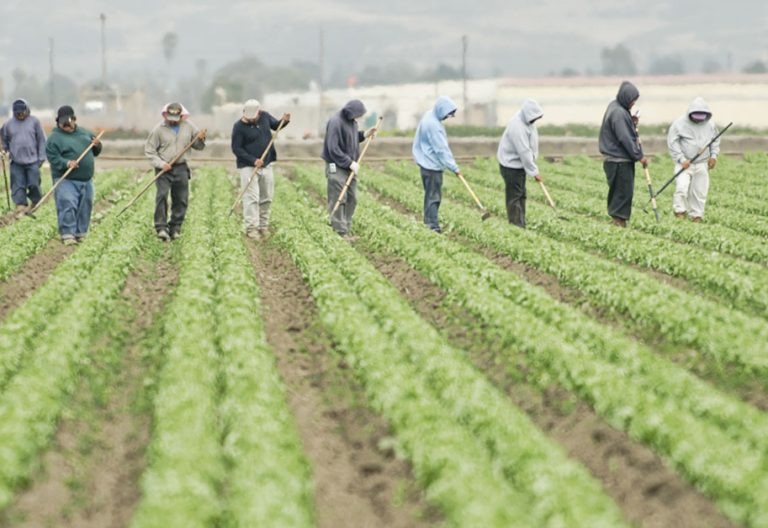 Migrantes agrícolas en Estados Unidos arriesgan su vida para que no falte el alimento en esa