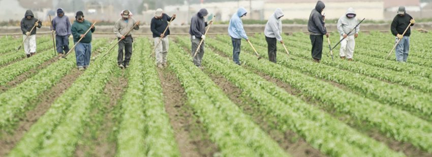 Migrantes agrícolas en Estados Unidos arriesgan su vida para que no falte el alimento en esa