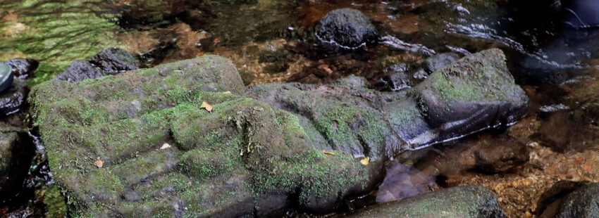 Virgen de la desescalada. Santiago de Compostela