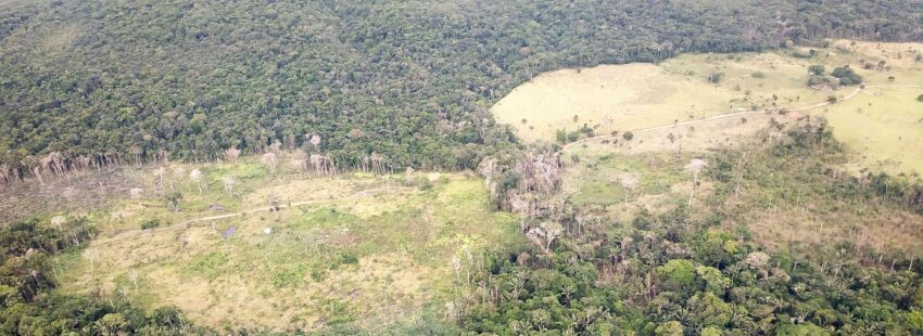 Los impactos ambientales, la otra cara de la violencia en Colombia durante la pandemia
