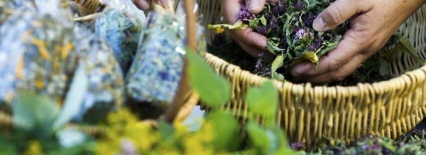 México: Pobres ponen su esperanza en la herbolaria maya para enfrentar el Covid-19