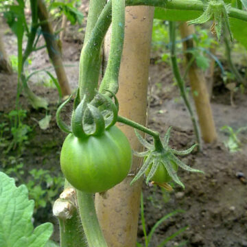 planta tomate verde
