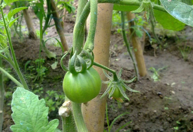 planta tomate verde