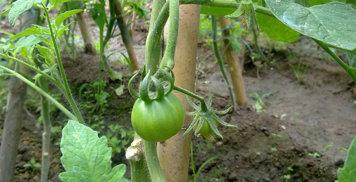 planta tomate verde