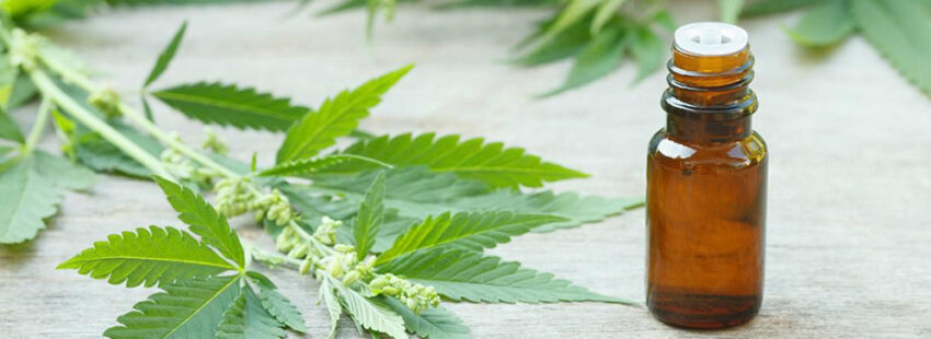 Argentina: la pastoral de adicciones, preocupada por el permiso ilimitado al autocultivo de cannabis