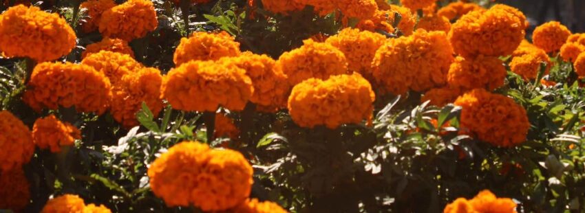 La Arquidiócesis de México pide celebrar a los fieles difuntos… pero desde casa