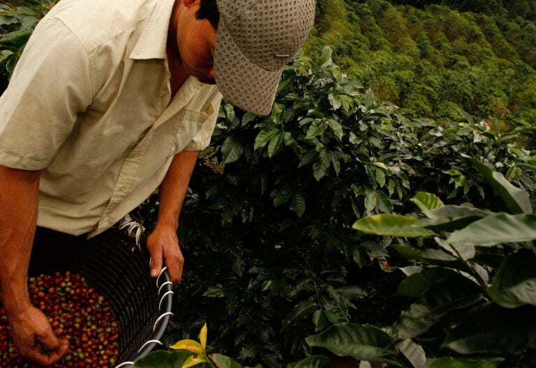 trabajo, recolectores de café