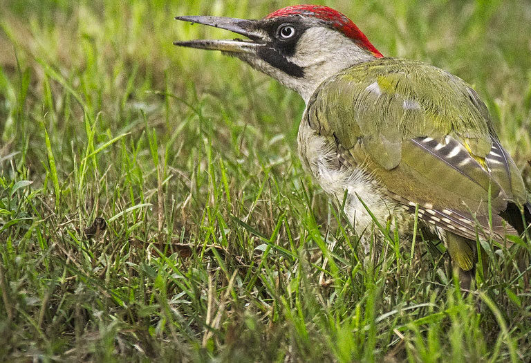 Picus viridis pájaro