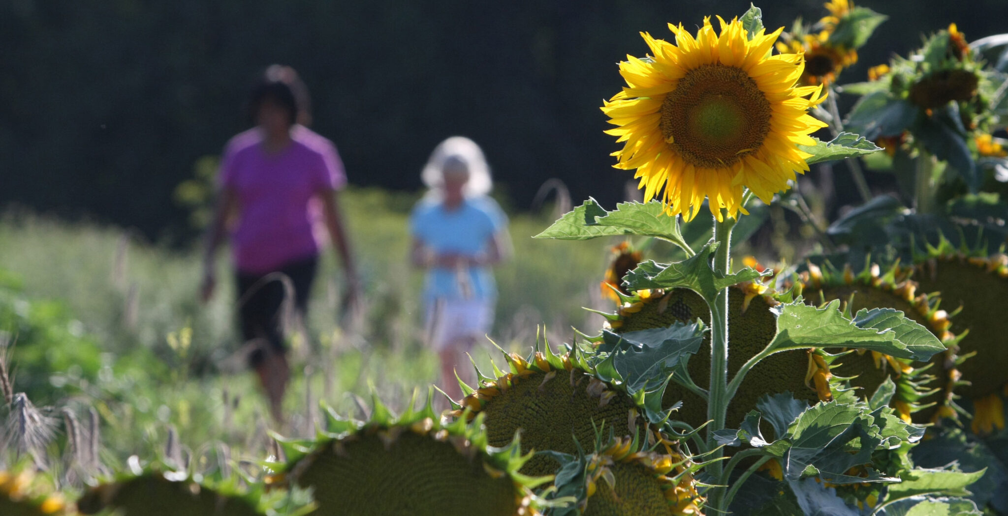 Un girasol abierto en primer plano. De fondo, una madre y una hija paseando por el campo