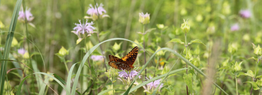 naturaleza, plantas, mariposa