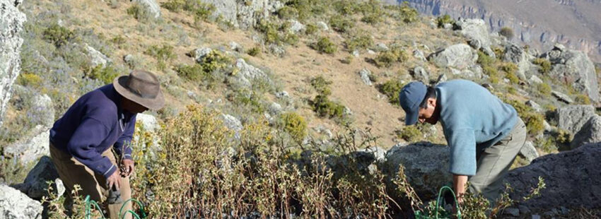 Viveros forestales, apuesta de Cáritas del Perú para reforestar