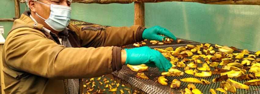 El proyecto de Cáritas del Perú ha mejorado los ingresos de las familias productoras de hongos