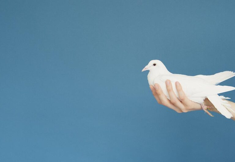 Las 8 propuestas del papa Francisco para la Jornada Mundial de la Paz