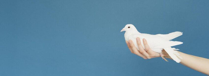 Las 8 propuestas del papa Francisco para la Jornada Mundial de la Paz