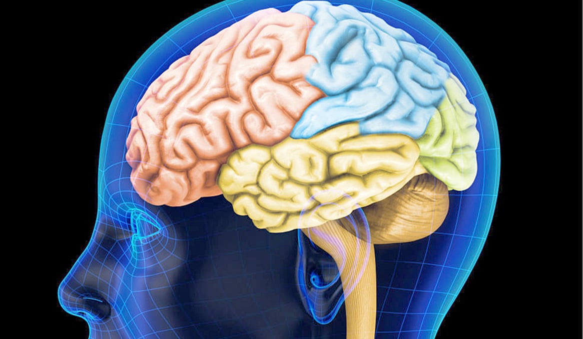 Cerebro Humano