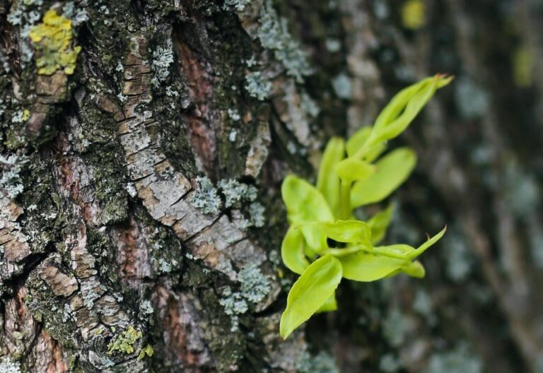 Pascua: “Escuchar y caminar juntos”