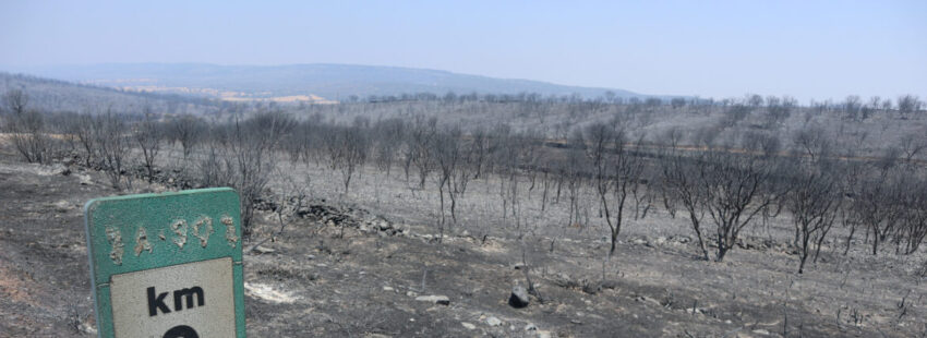 El papa Francisco, al tanto de los incendios que devoran España