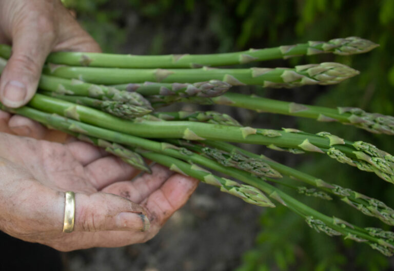 esparragos
