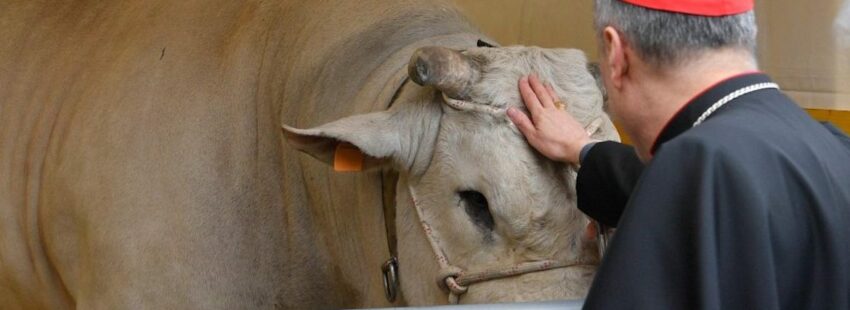 El Vaticano celebra el Día de los Ganaderos con un claro mensaje ecologista: “A veces somos